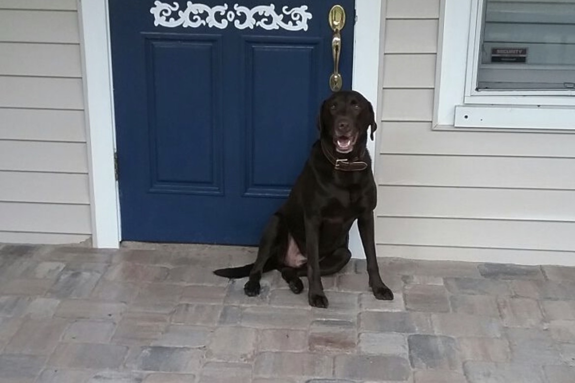 dog sitting infront of blue door